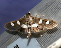 Desmia unidentified species