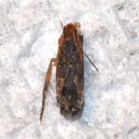 Dichomeris costarufoella