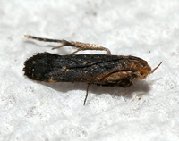 Dichomeris costarufoella
