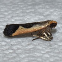 Dichomeris fistuca