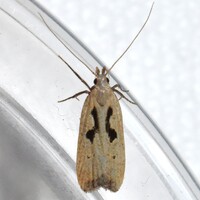 Dichomeris laetitia