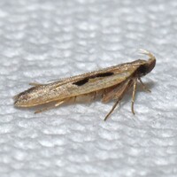 Dichomeris laetitia
