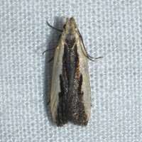 Dichomeris xanthoa