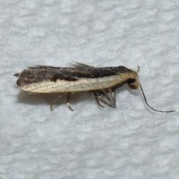 Dichomeris xanthoa