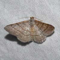 Digrammia eremiata