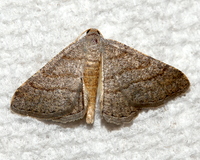 Digrammia eremiata
