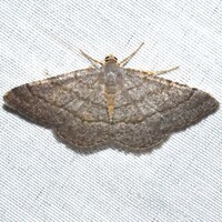 Digrammia eremiata