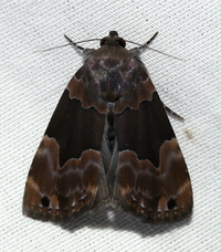 Dinumma deponens