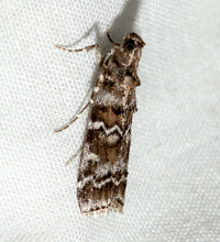 Dioryctria amatella