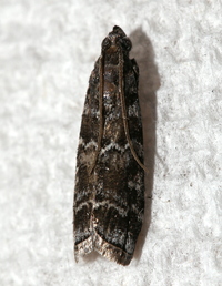 Dioryctria amatella