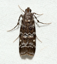 Dioryctria amatella