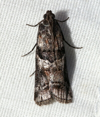 Dioryctria clarioralis