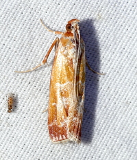Dioryctria disclusa