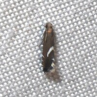 Diploschizia impigritella