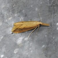 Donacaula unidentified species