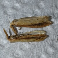 Donacaula unidentified species