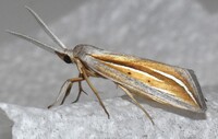 Doryodes bistrialis