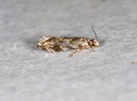 Dryadaula visaliella