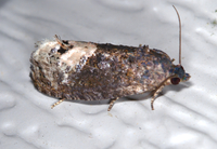 Ecdytolopha insiticiana