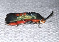 Eichlinia cucurbitae