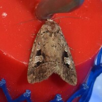 Elaphria festivoides