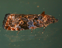 Endothenia hebesana