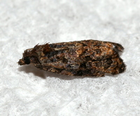 Endothenia hebesana