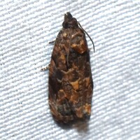 Endothenia hebesana