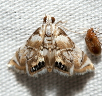 Eoparargyractis plevie