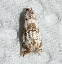 Eoparargyractis unidentified species