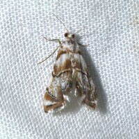 Eoparargyractis unidentified species