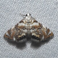 Eoparargyractis plevie