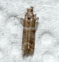Ephestia columbiella