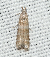 Ephestia columbiella