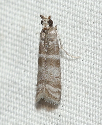 Ephestia columbiella