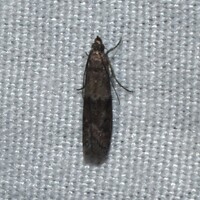 Ephestiodes infimella