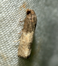 Epiblema desertana