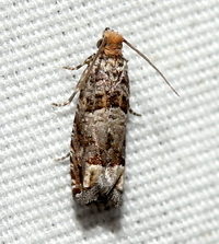 Epiblema glaseri