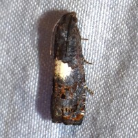 Epiblema infelix