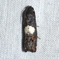 Epiblema infelix