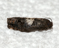 Epiblema infelix