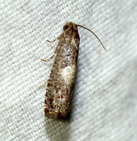 Epiblema unidentified species
