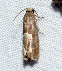 Epiblema unidentified species