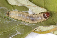 Epinotia lindana
