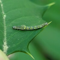 Episemasia solitaria