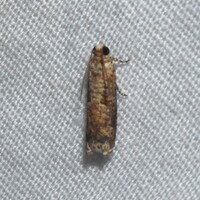 Episimus argutana