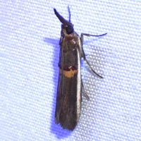 Etiella zinckenella