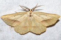 Euchlaena irraria