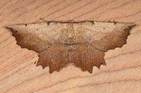 Euchlaena obtusaria