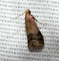 Eulogia ochrifrontella